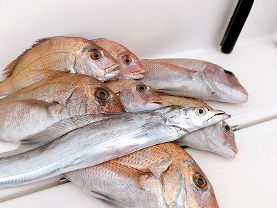 フィシングボートAir(エアー) 釣果