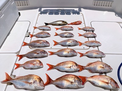 フィシングボートAir(エアー) 釣果