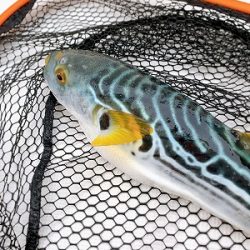 フィシングボートAir(エアー) 釣果