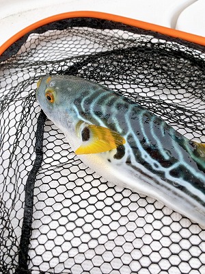 フィシングボートAir(エアー) 釣果