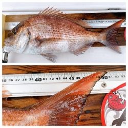 フィシングボートAir(エアー) 釣果