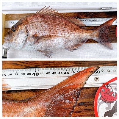 フィシングボートAir(エアー) 釣果