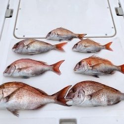 フィシングボートAir(エアー) 釣果