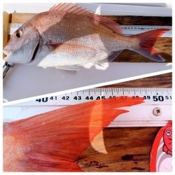 フィシングボートAir(エアー) 釣果