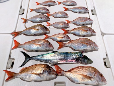 フィシングボートAir(エアー) 釣果