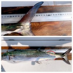 フィシングボートAir(エアー) 釣果