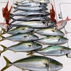 フィシングボートAir(エアー) 釣果