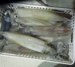 兼六丸 釣果