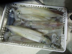 兼六丸 釣果