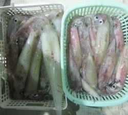 兼六丸 釣果