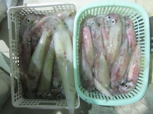 兼六丸 釣果