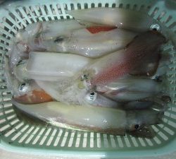 兼六丸 釣果