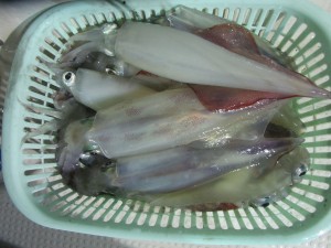 兼六丸 釣果