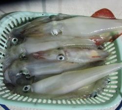 兼六丸 釣果