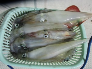 兼六丸 釣果