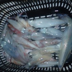 Aquanaut（アクアノート） 釣果