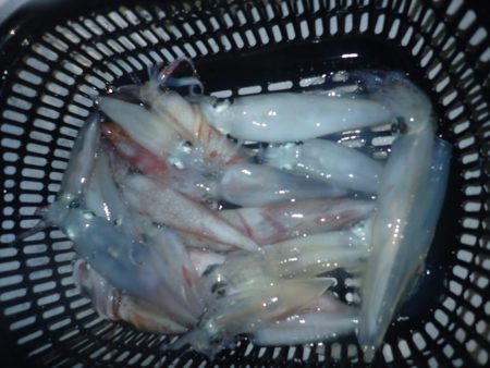 Aquanaut（アクアノート） 釣果