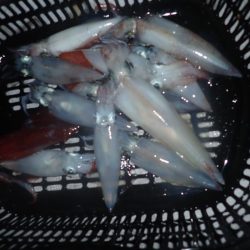 Aquanaut（アクアノート） 釣果