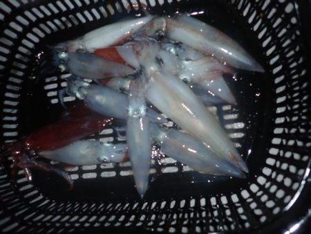 Aquanaut（アクアノート） 釣果