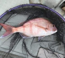 さぶろう丸 釣果