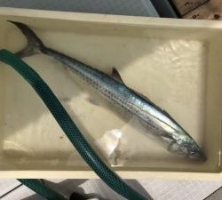 さぶろう丸 釣果