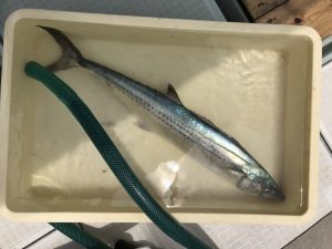 さぶろう丸 釣果