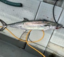 さぶろう丸 釣果