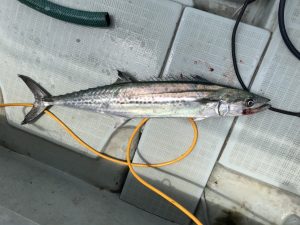 さぶろう丸 釣果