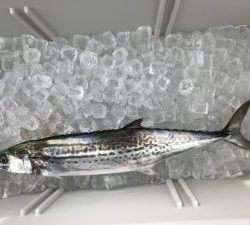 さぶろう丸 釣果