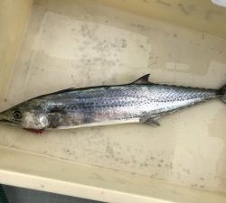 さぶろう丸 釣果