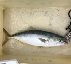 さぶろう丸 釣果