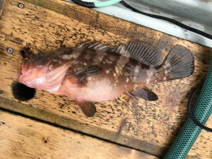 さぶろう丸 釣果