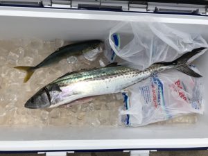 さぶろう丸 釣果