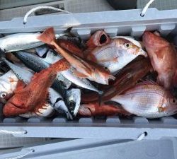 さぶろう丸 釣果