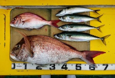 火遠理丸(ほおりまる) 釣果