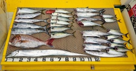 火遠理丸（ほおりまる） 釣果