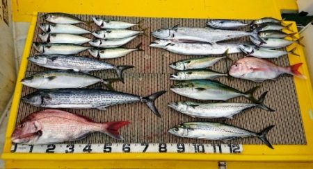 火遠理丸（ほおりまる） 釣果