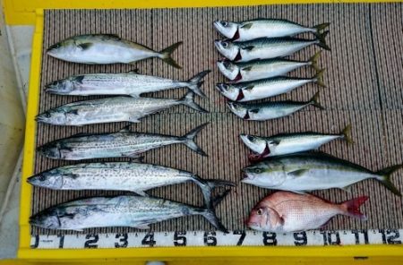 火遠理丸（ほおりまる） 釣果