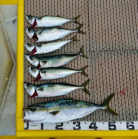 火遠理丸（ほおりまる） 釣果