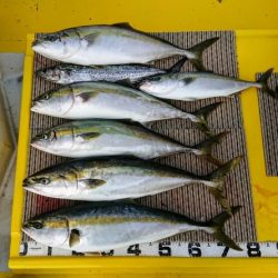 火遠理丸(ほおりまる) 釣果