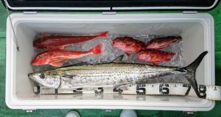 火遠理丸(ほおりまる) 釣果