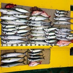 火遠理丸（ほおりまる） 釣果