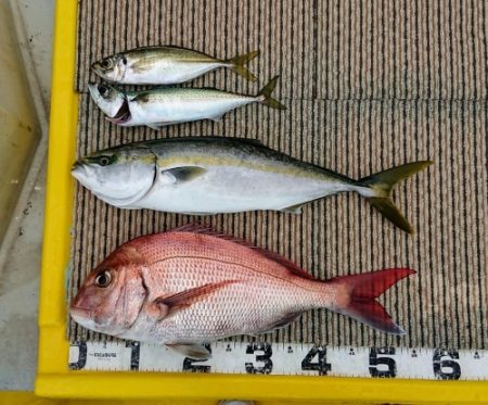 火遠理丸（ほおりまる） 釣果