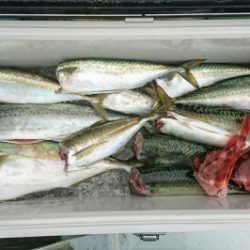 火遠理丸（ほおりまる） 釣果