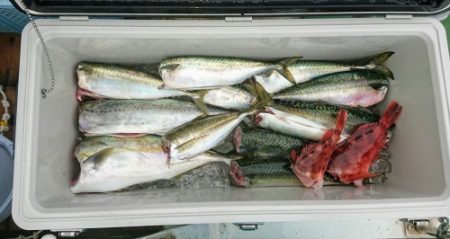 火遠理丸（ほおりまる） 釣果