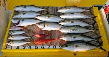 火遠理丸(ほおりまる) 釣果