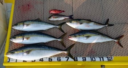 火遠理丸(ほおりまる) 釣果