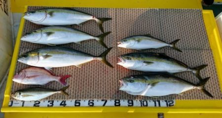 火遠理丸(ほおりまる) 釣果