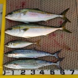 火遠理丸(ほおりまる) 釣果