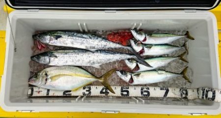 火遠理丸（ほおりまる） 釣果